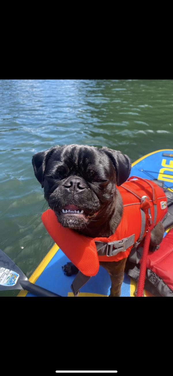 /images/uploads/pug nation rescue of los angeles/pugnation2024/entries/30970thumb.jpg